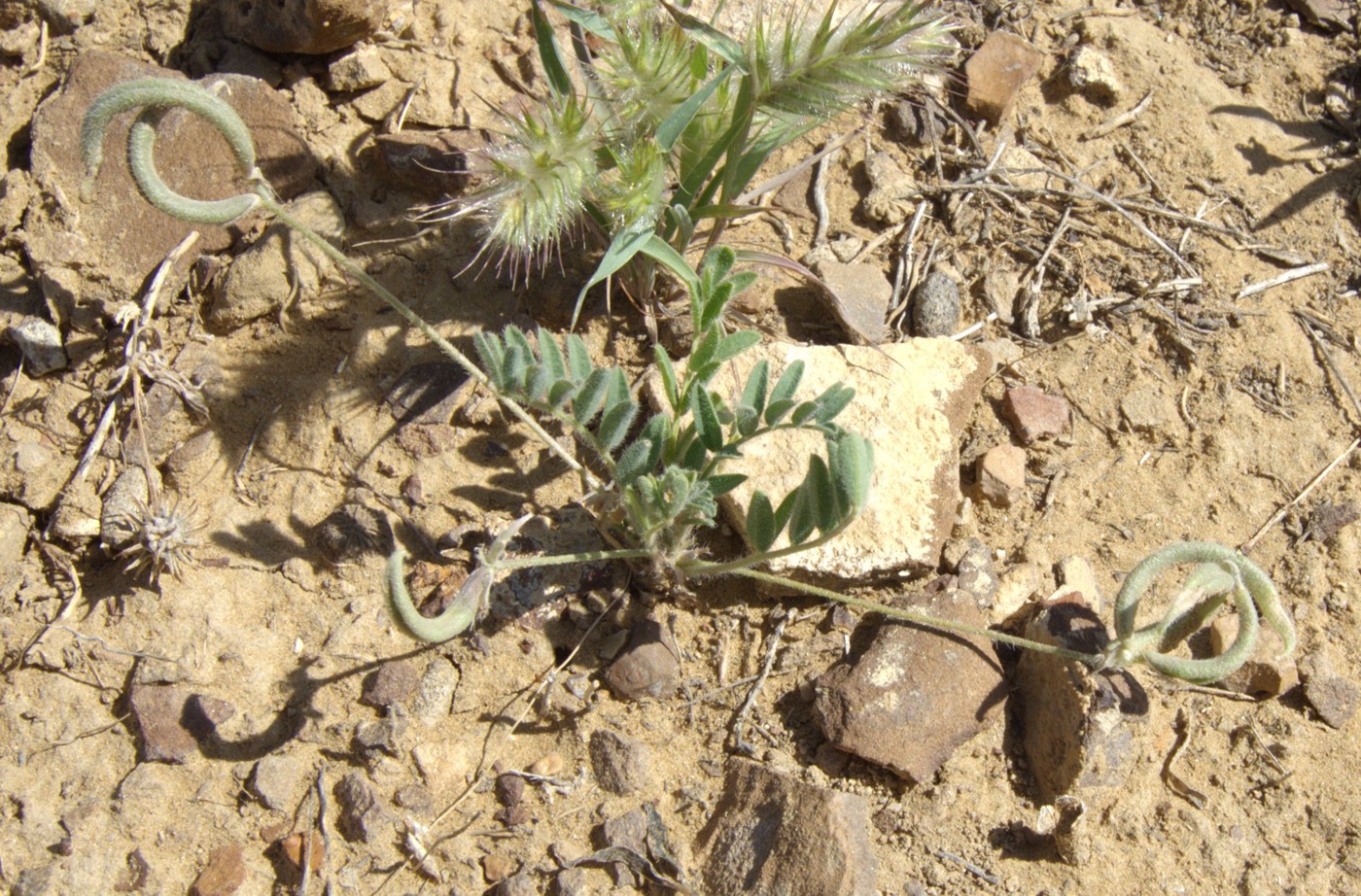 Image of Astragalus bakaliensis specimen.