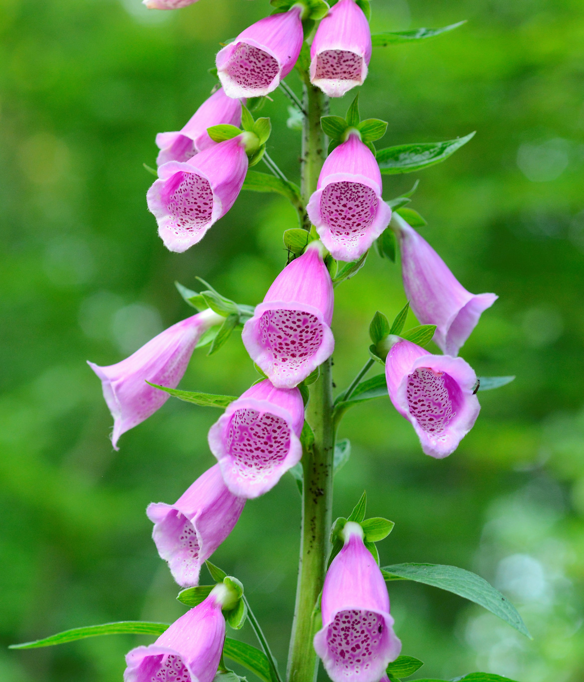 Image of Digitalis purpurea specimen.