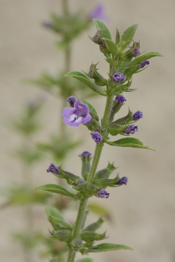 Image of Ziziphora acinos specimen.