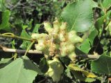 Populus nigra