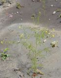 Sisymbrium altissimum