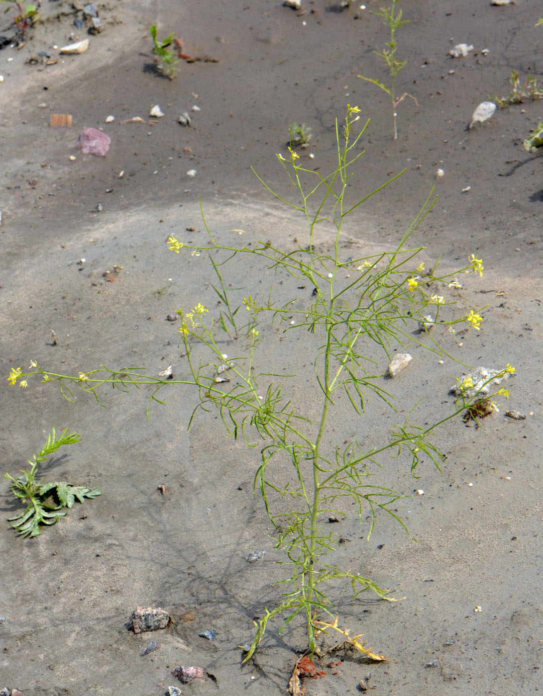 Image of Sisymbrium altissimum specimen.