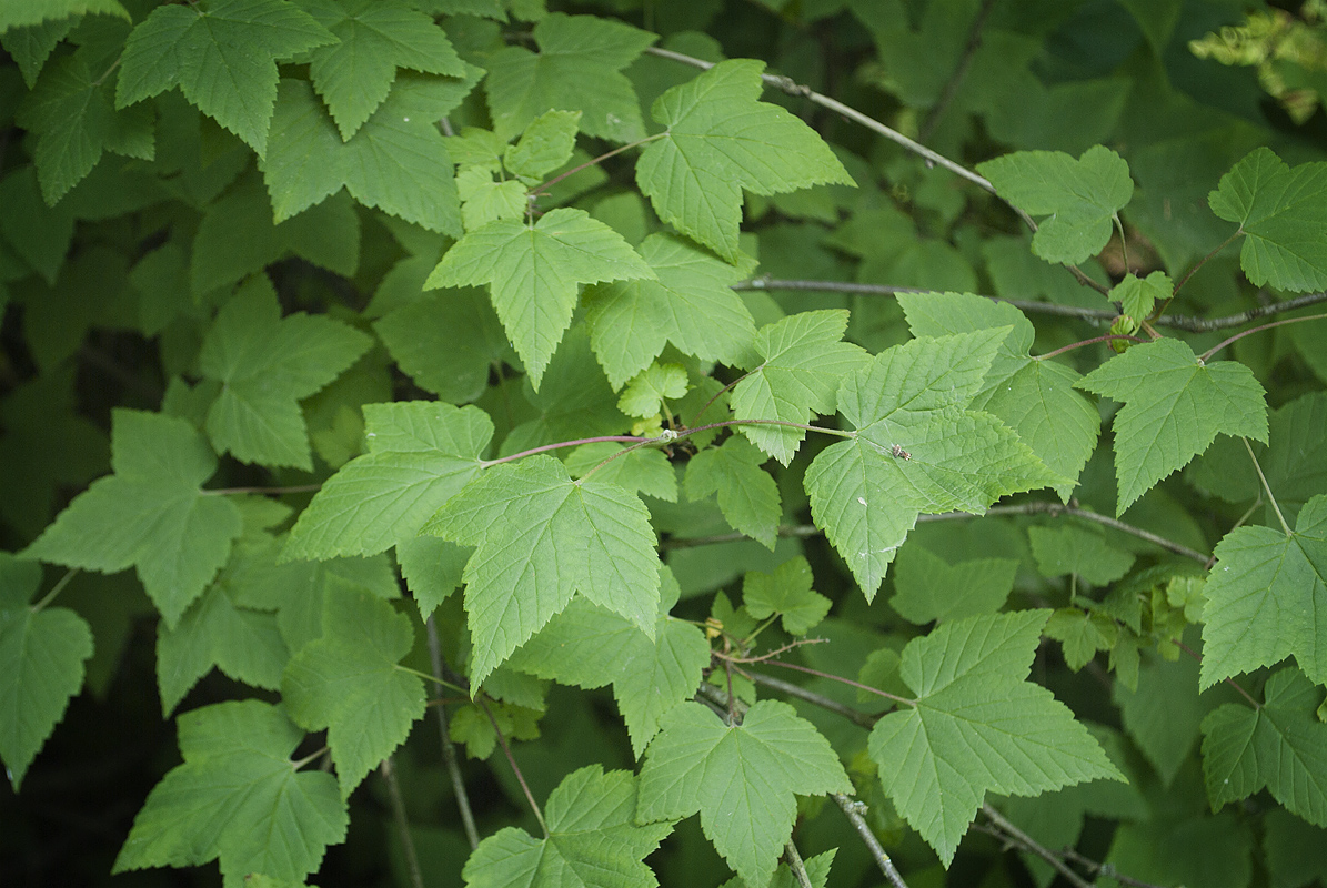 Изображение особи Ribes mandshuricum.