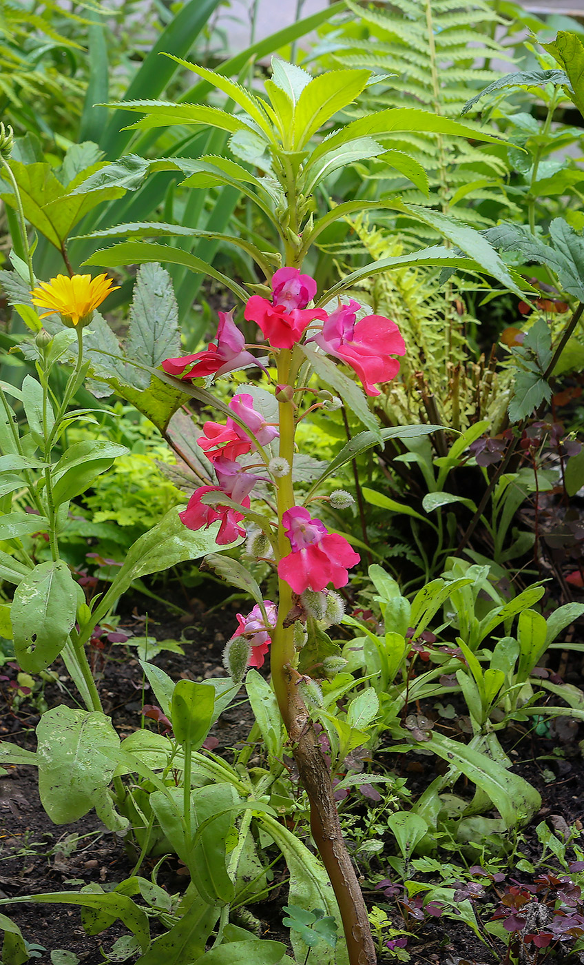 Image of Impatiens balsamina specimen.