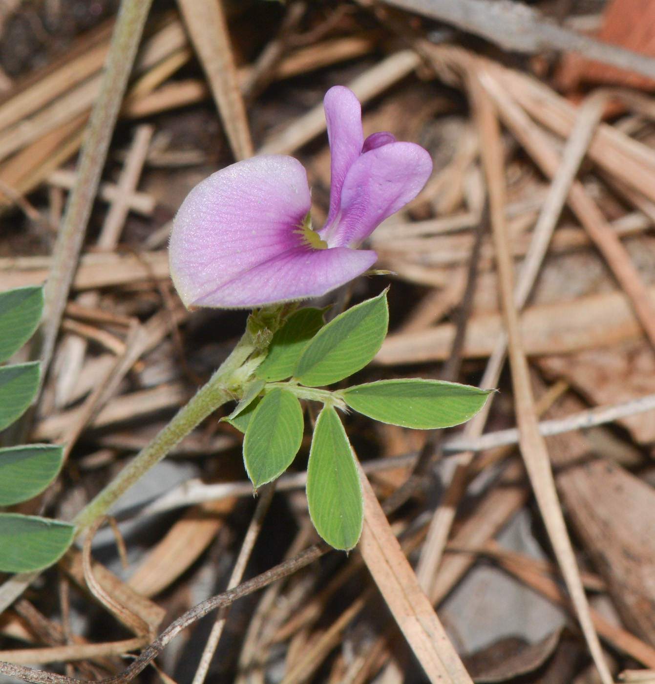 Изображение особи Tephrosia uniflora.