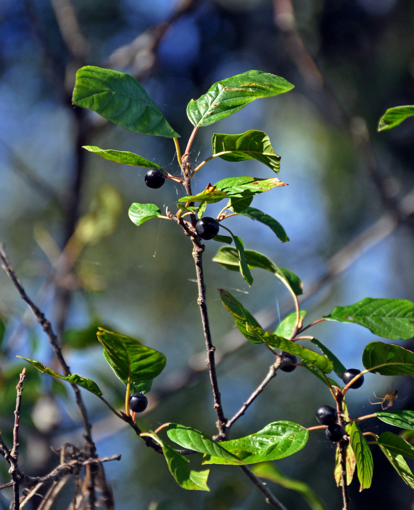 Изображение особи Frangula alnus.