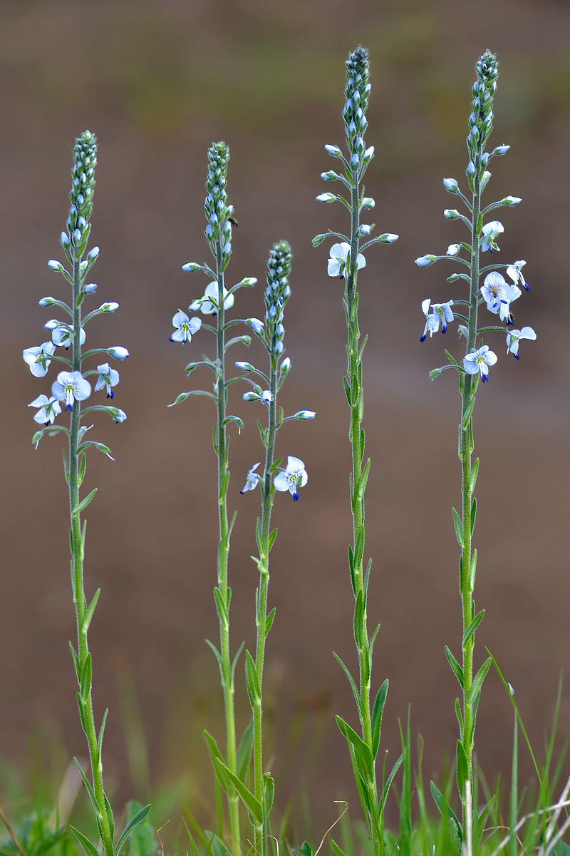 Image of Veronica gentianoides specimen.