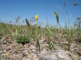 Scorzonera pubescens. Цветущие растения. Казахстан, Сырдарьинский Каратау, Центральный Каратау, подножья гор Келиншектау в р-не ручья Арпа-Озен, щебнистая верхушка сопки. 7 мая 2019 г.