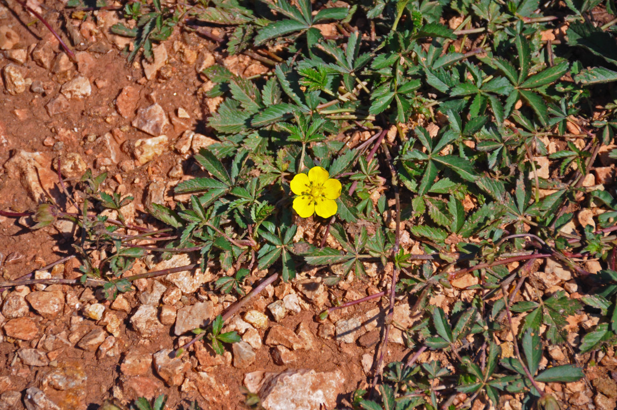 Image of Potentilla reptans specimen.