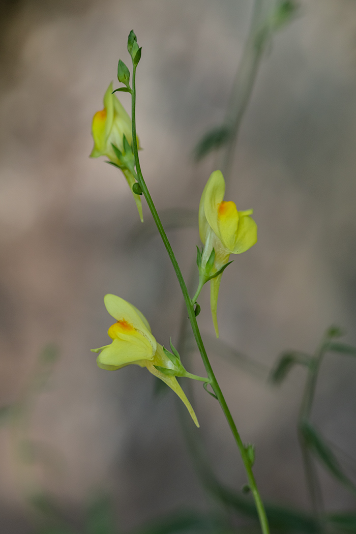 Изображение особи род Linaria.