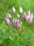 Allium angulosum. Соцветие. Украина, Днепропетровская обл., Петриковский р-н, пгт Куриловка, луг в пойме Днепра. 25.07.2010.