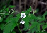 Geranium krylovii