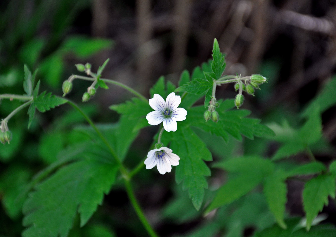 Image of Geranium krylovii specimen.