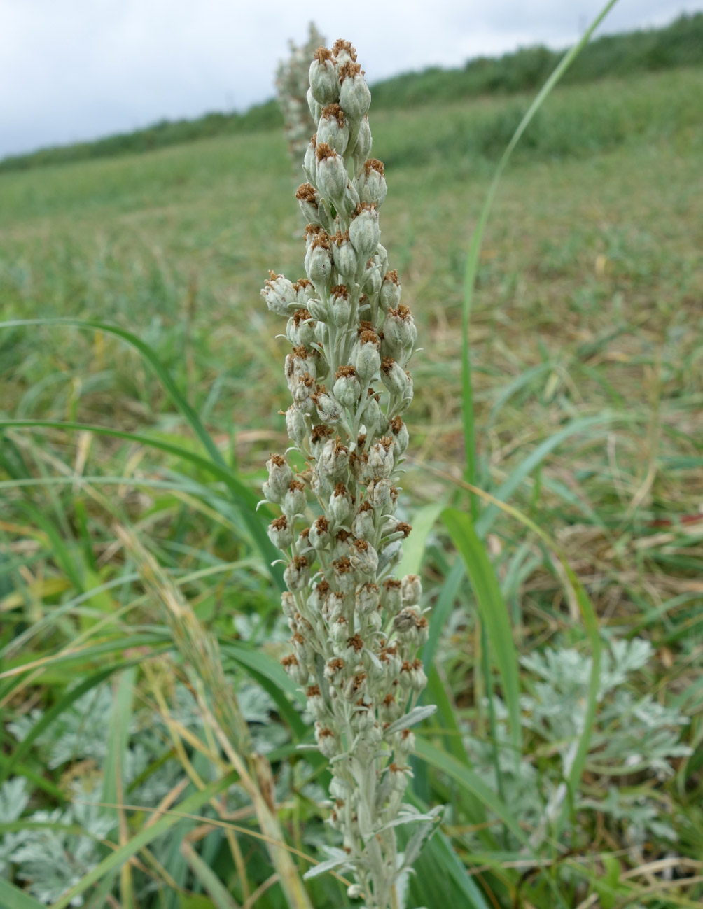 Изображение особи Artemisia stelleriana.