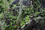 Cladonia fimbriata. Первичные талломы. Кировская обл., окр. г. Кирово-Чепецк, смешанный лес, на полуразложившейся древесине. 18.05.2017.