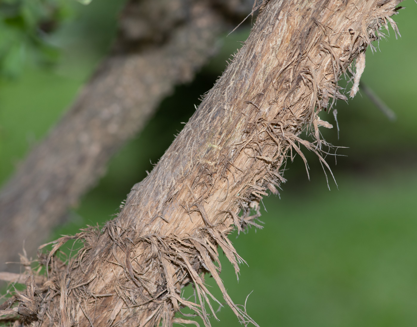 Image of Tecoma fulva ssp. arequipensis specimen.