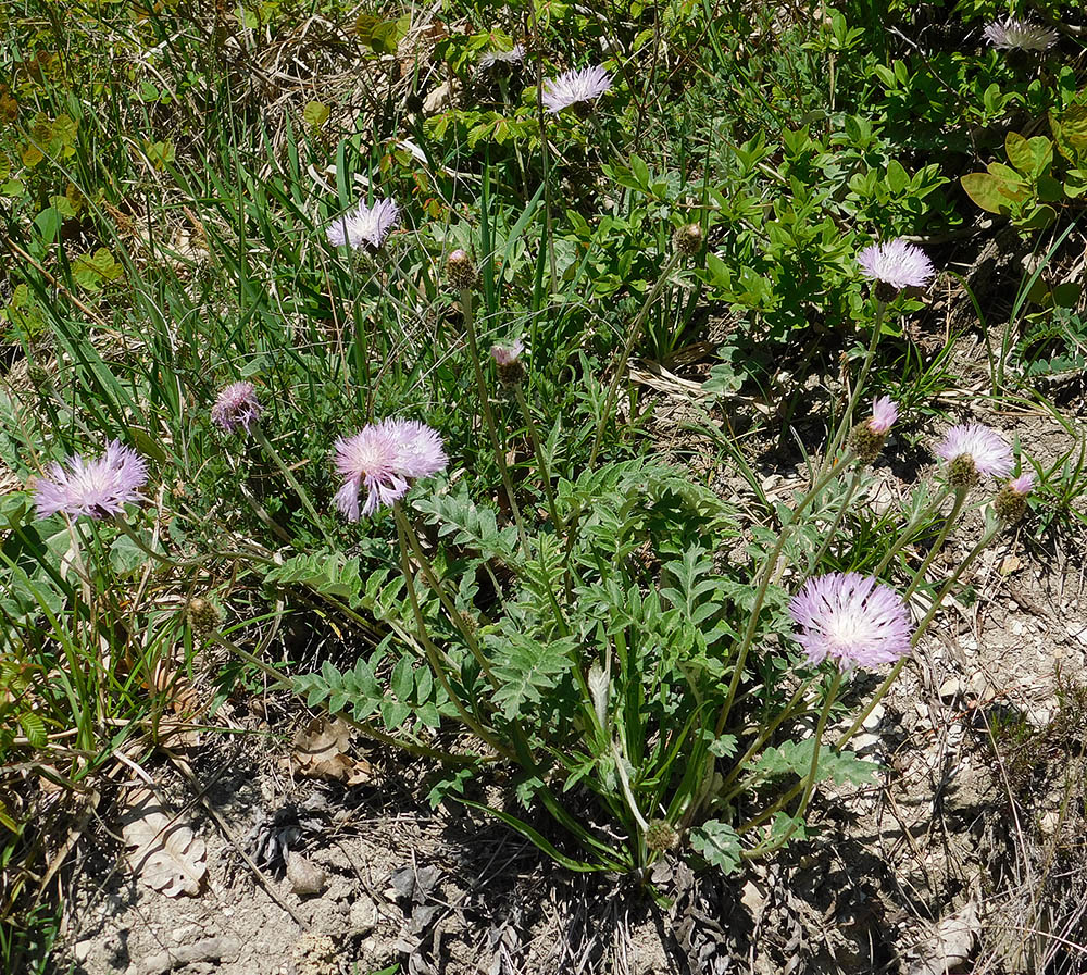 Изображение особи Psephellus declinatus.