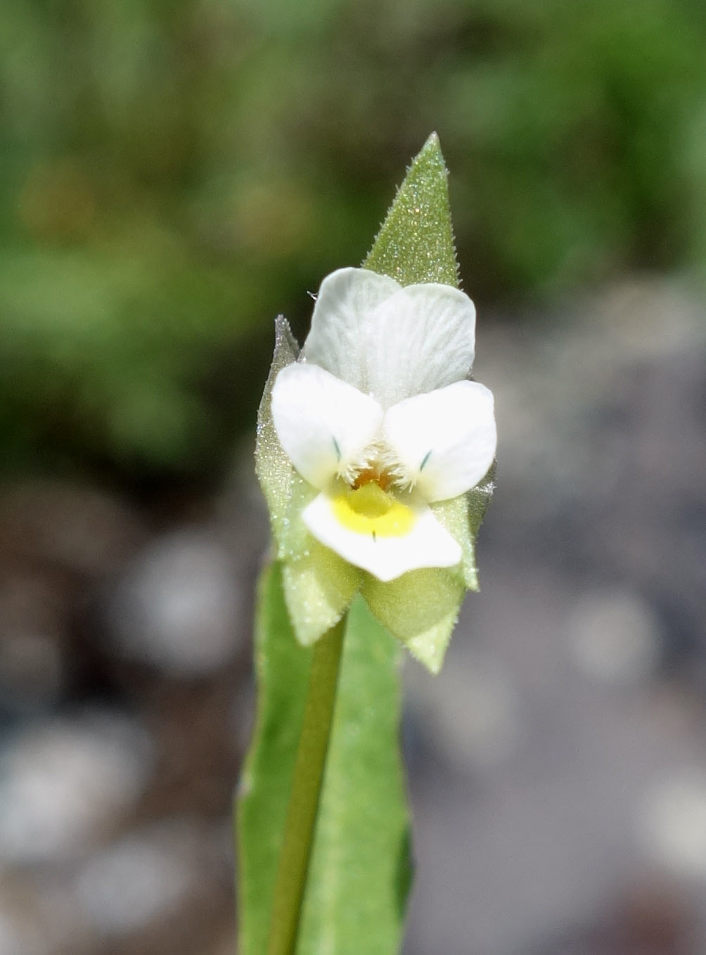 Image of Viola occulta specimen.