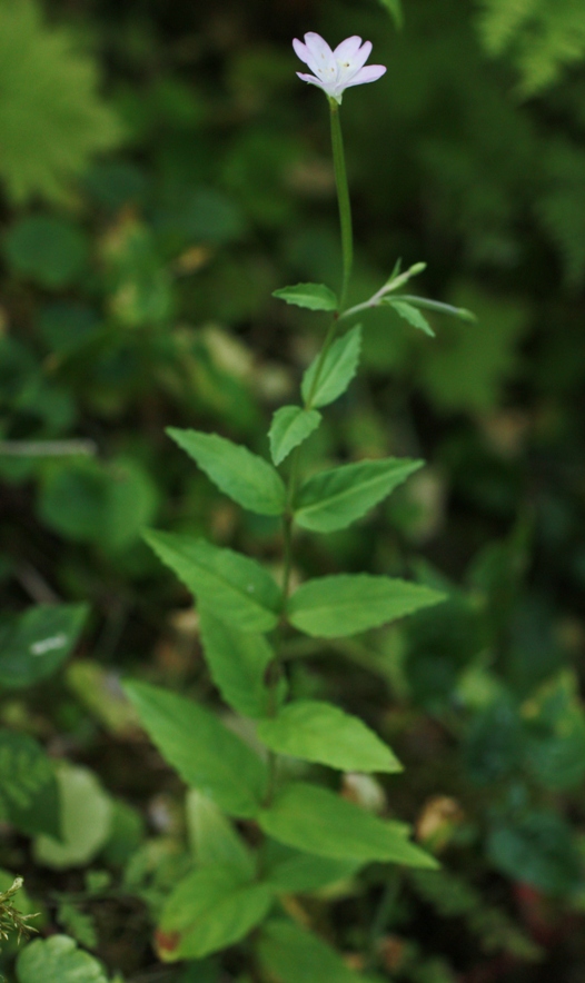 Изображение особи Epilobium montanum.