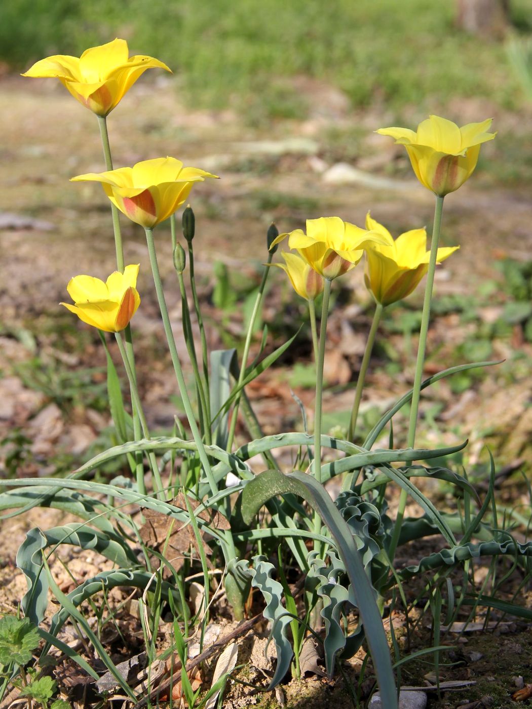 Изображение особи Tulipa ferganica.