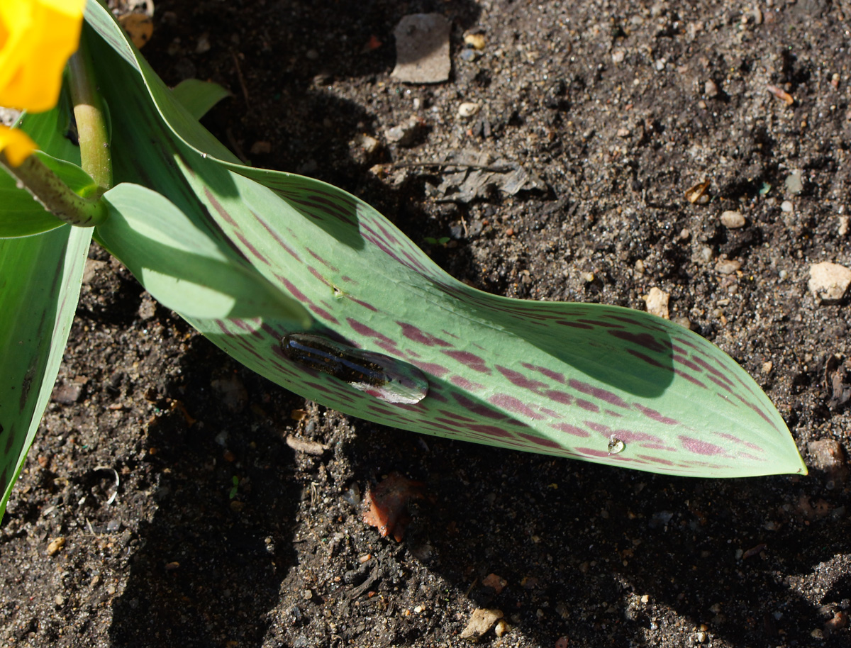 Image of Tulipa greigii specimen.