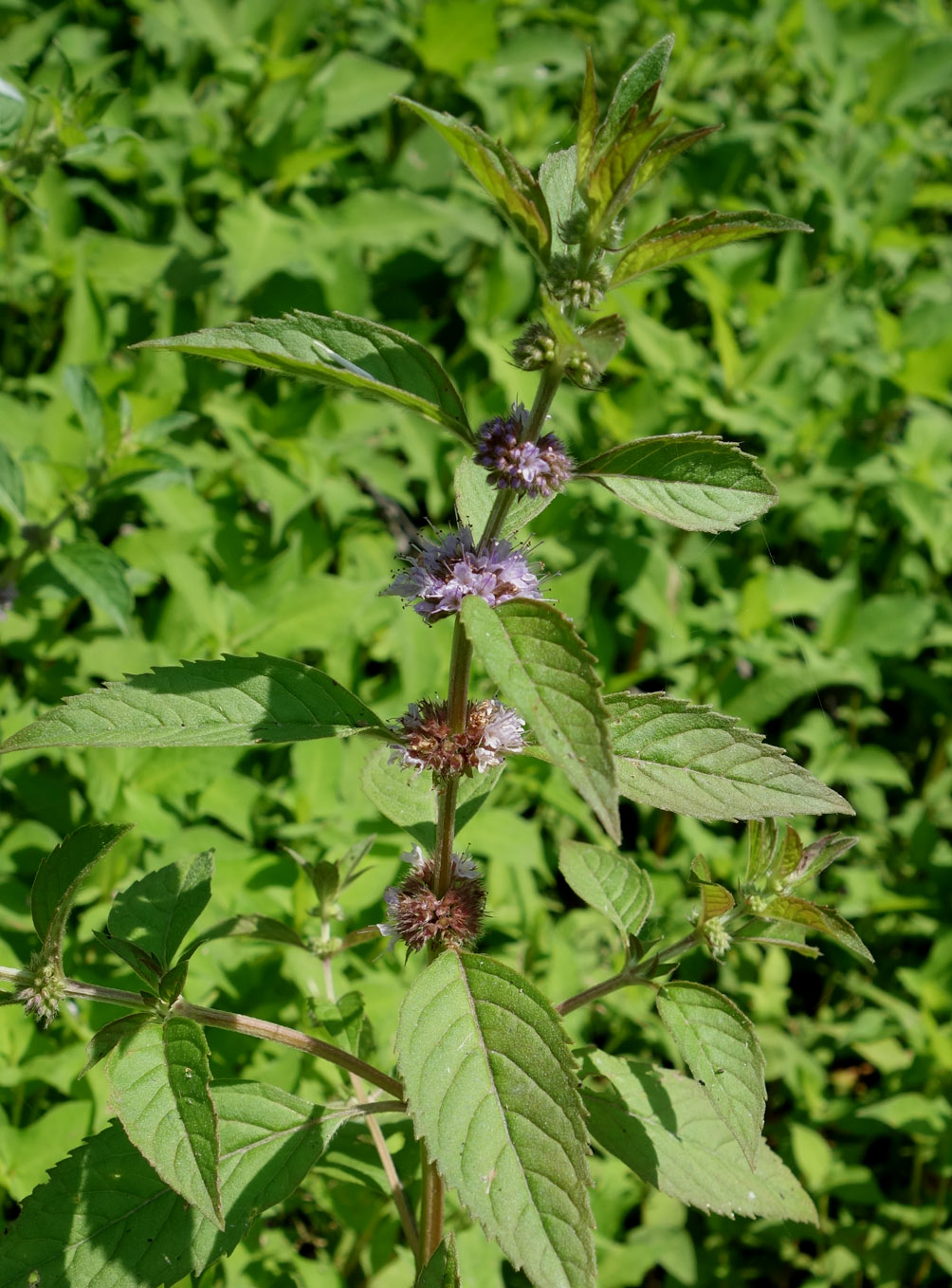 Image of Mentha arvensis specimen.