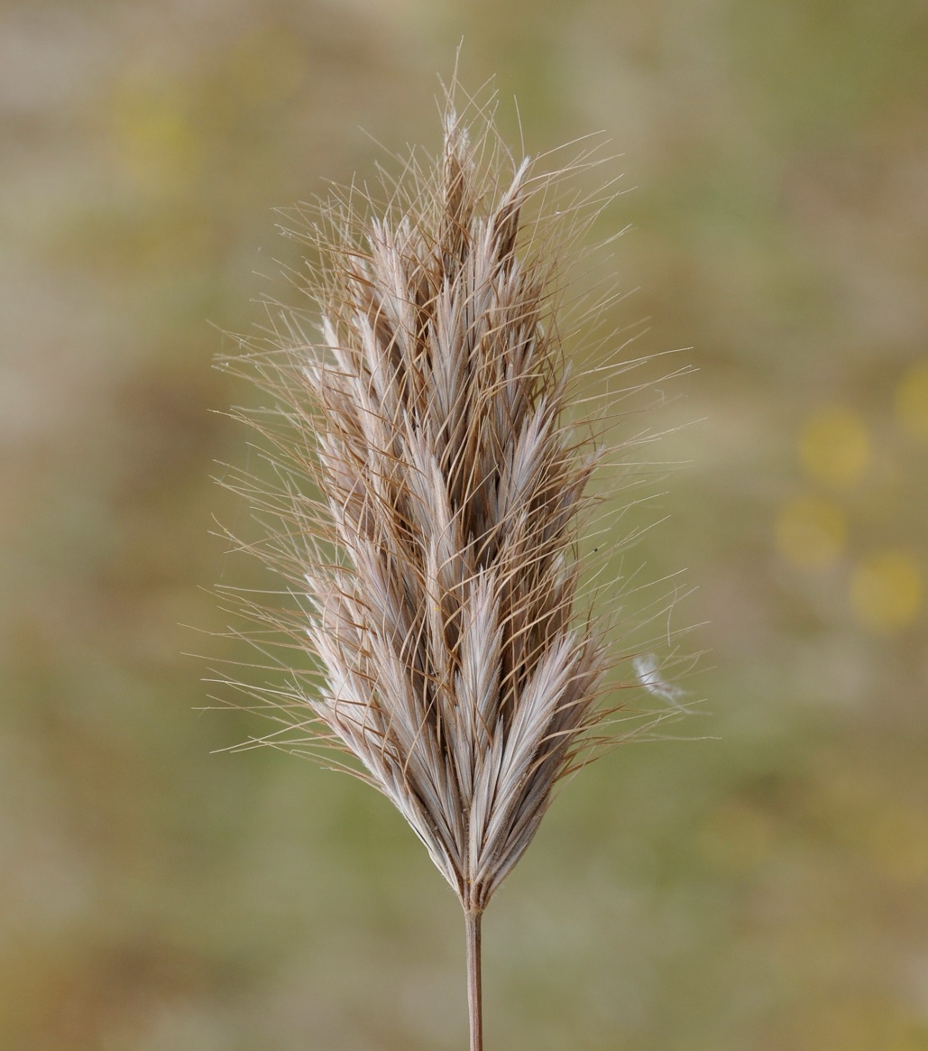 Image of Bromus scoparius specimen.