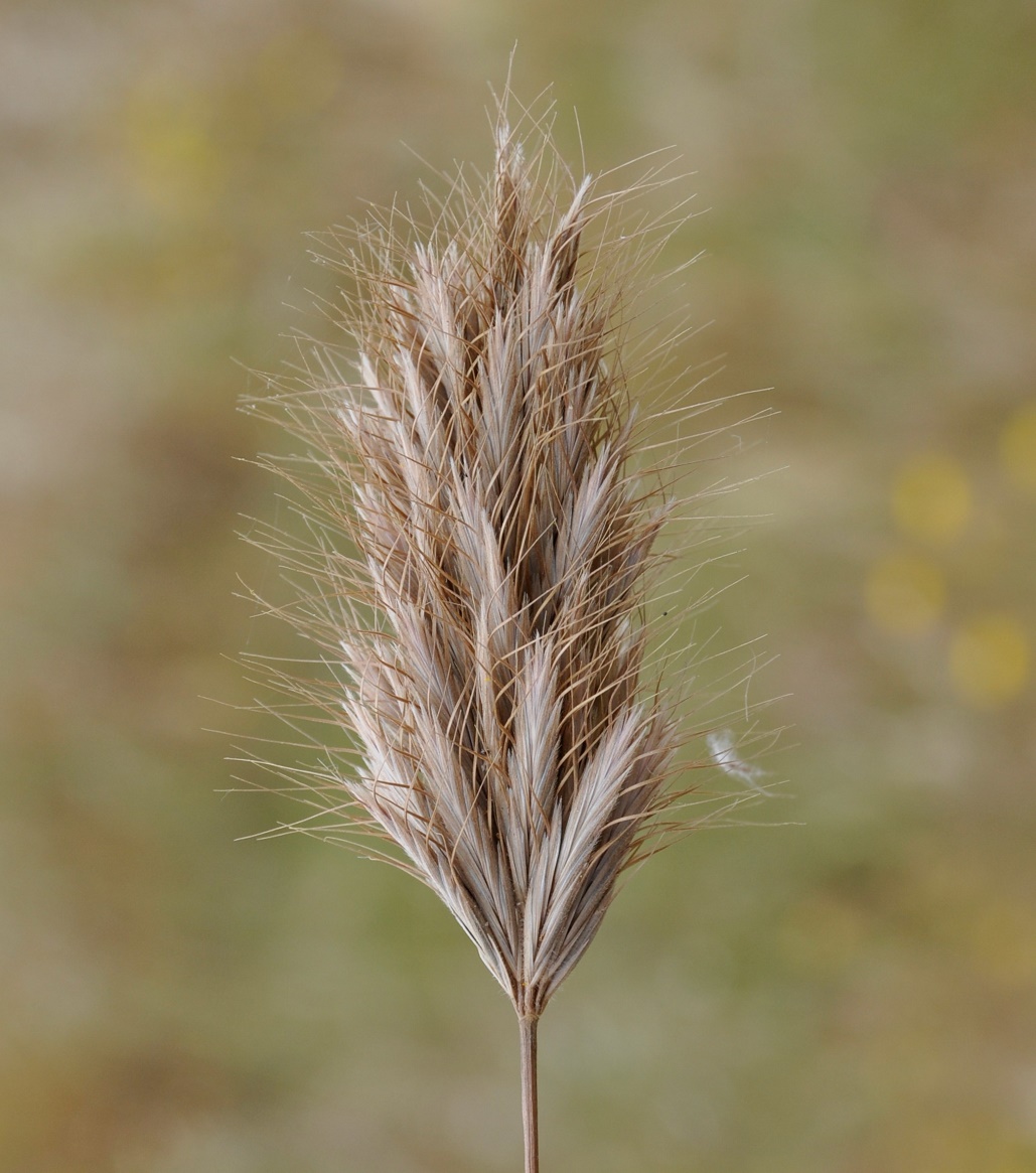 Изображение особи Bromus scoparius.