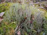 Cladonia gracilis. Талломы в сообществе с Bryopsida. Пермский край, Оханский р-н, Тулумбаихинское сельское поселение, Кунчурихинский бор, старая вырубка в смешанном лесу, гниющая древесина. 01.05.2020.