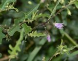 Solanum capense