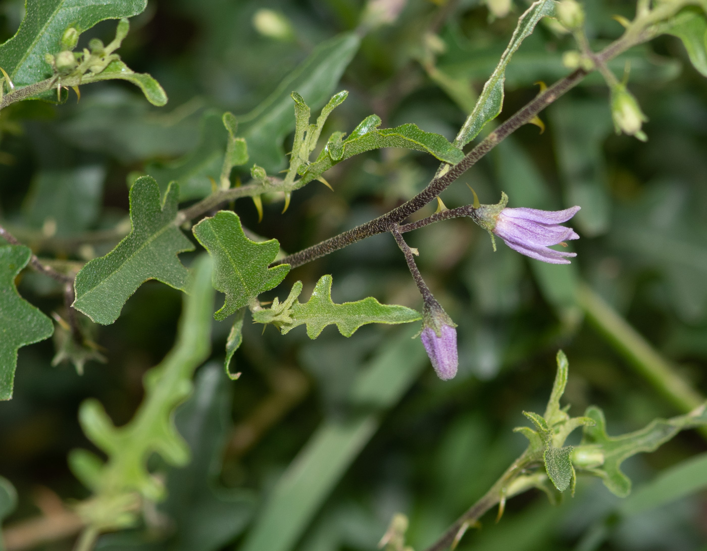 Изображение особи Solanum capense.