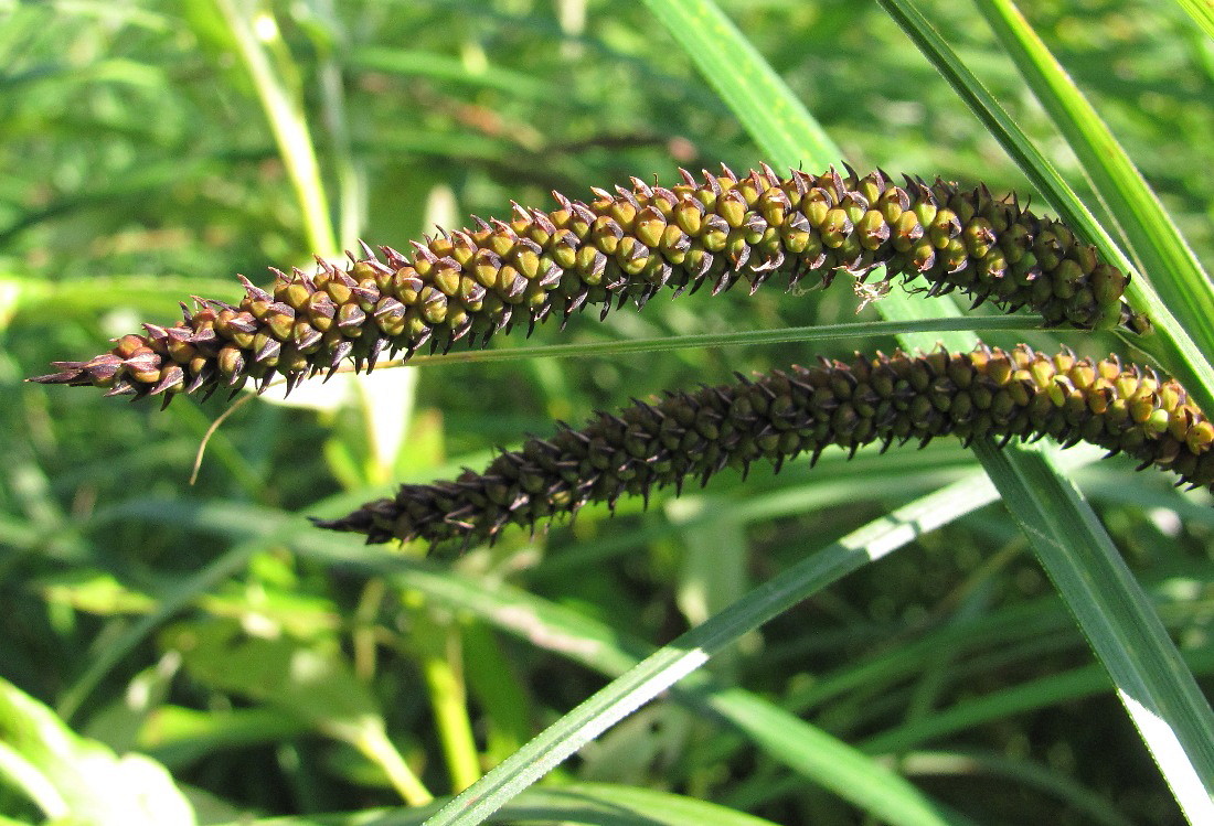 Изображение особи Carex acuta.