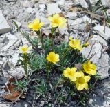 Image of taxon representative. Author is Анна Малыхина