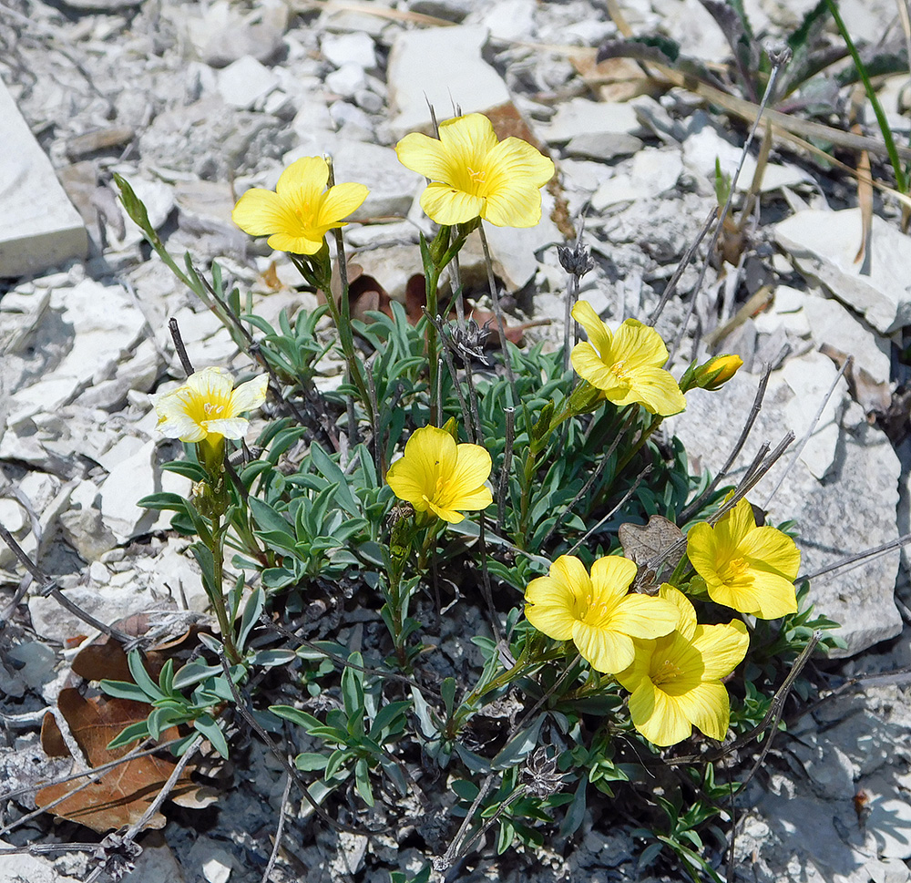 Изображение особи Linum tauricum.