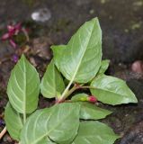 genus Fuchsia. Верхушка веточки (вид с абаксиальной стороны листьев). Перу, г. Куско, территория гостиницы. 13.10.2019.