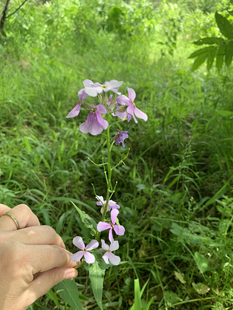 Image of Hesperis matronalis specimen.