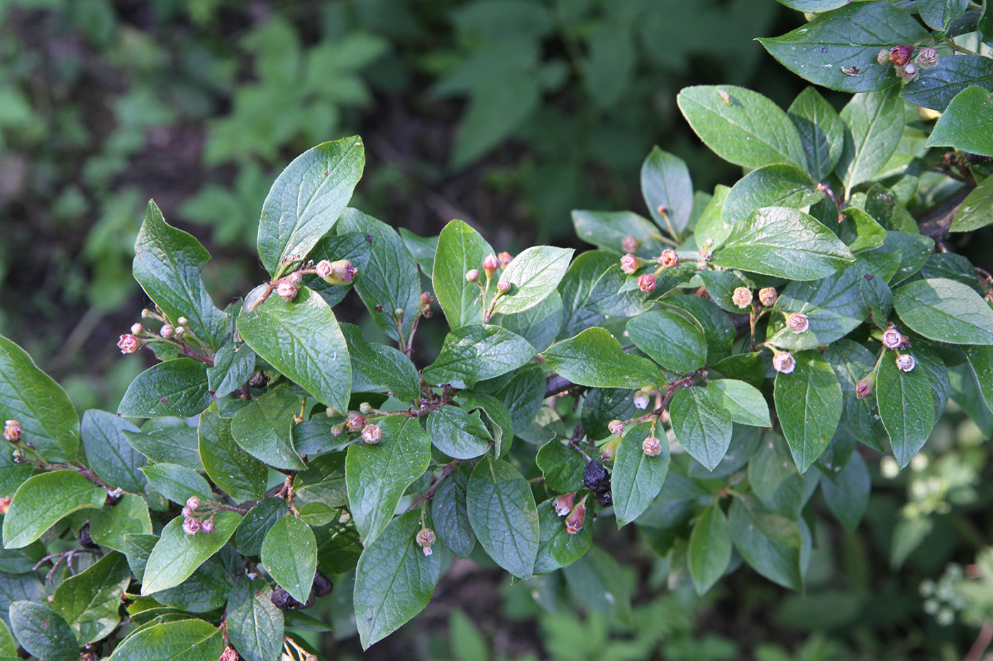 Image of Cotoneaster lucidus specimen.