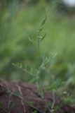 Polygonum aviculare