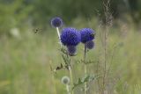 Echinops davuricus