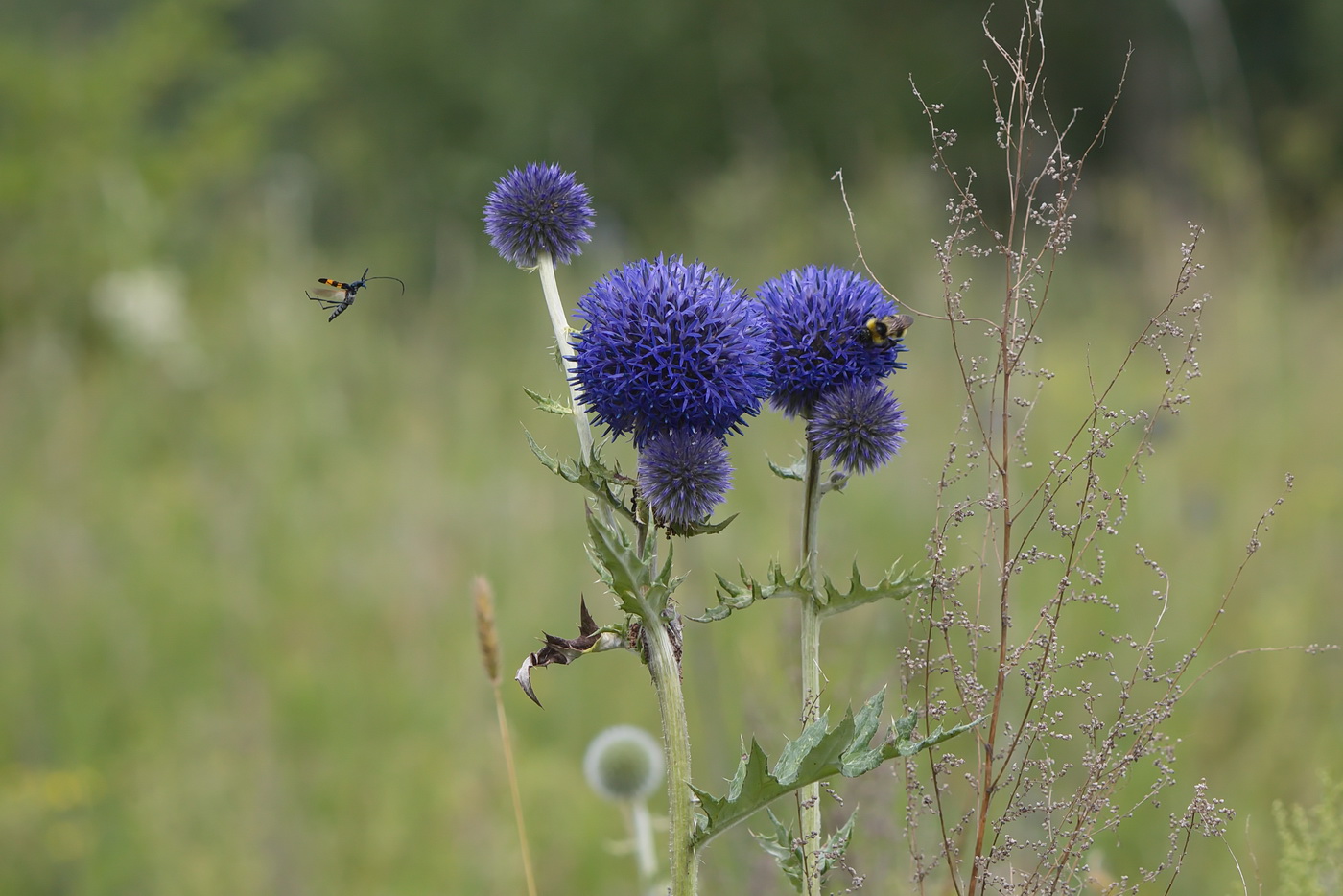 Изображение особи Echinops davuricus.