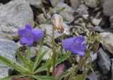 Campanula speciosa. Верхушка цветущего растения. Испания, автономное сообщество Каталония, провинция Барселона, комарка Бергеда, муниципалитет Сальдес, подножие горы Педрафорка, окр. смотр. площадки \"Гресолет\", 1557 м н.у.м., каменистый склон северной экспозиции. 16.07.2020.