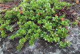 Arctostaphylos uva-ursi