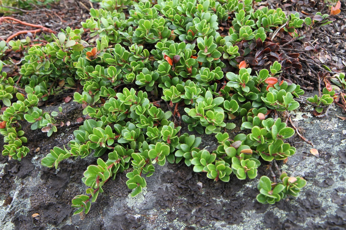 Изображение особи Arctostaphylos uva-ursi.