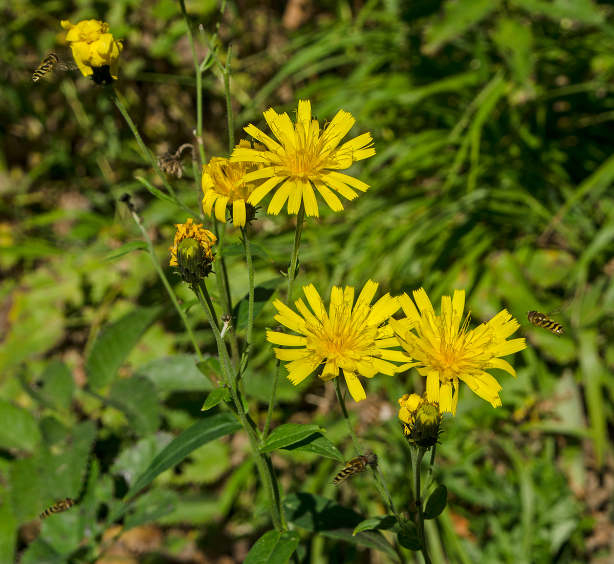 Изображение особи род Hieracium.