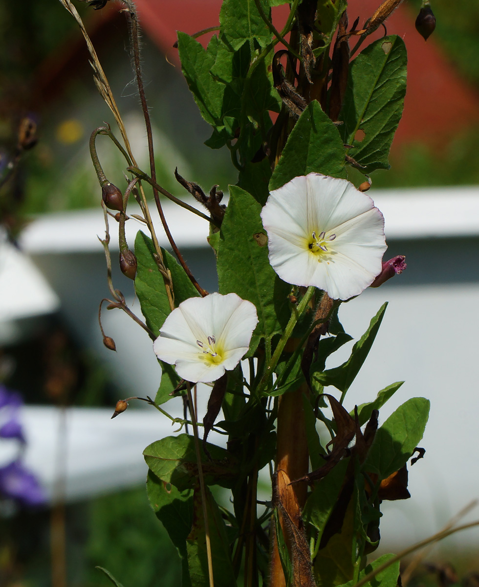 Image of Convolvulus arvensis specimen.