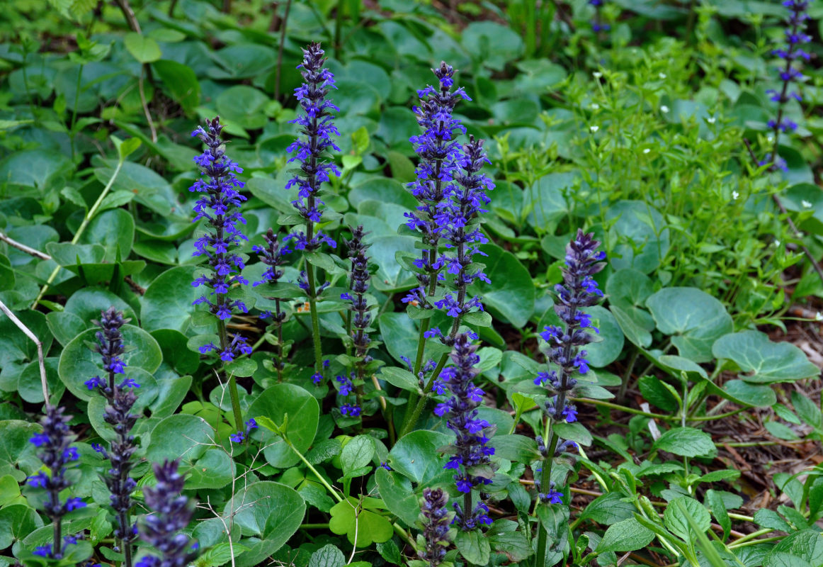 Image of Ajuga reptans specimen.