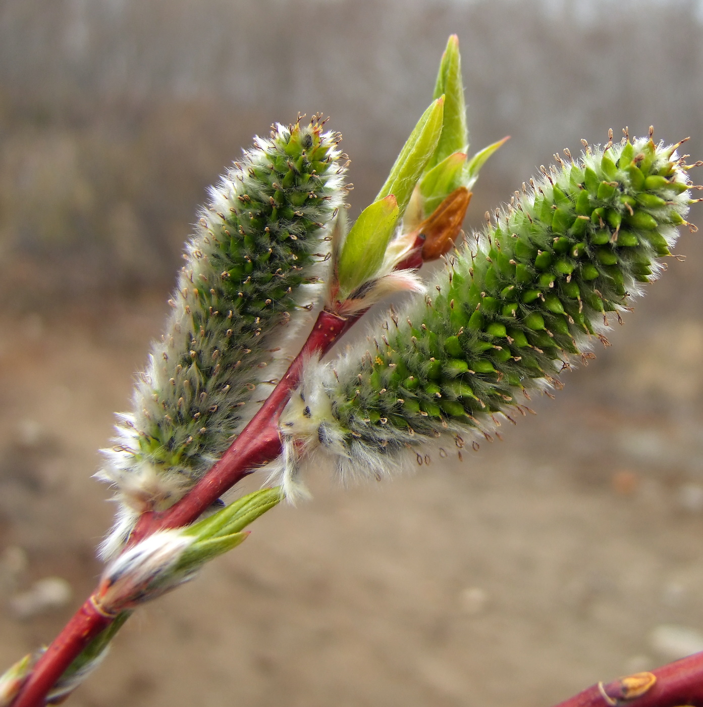 Image of Salix rorida specimen.