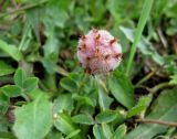 Trifolium fragiferum