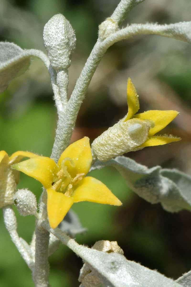 Изображение особи Elaeagnus angustifolia.