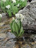 Primula bayernii. Цветущее растение. Кабардино-Балкария, Эльбрусский р-н, долина р. Ирикчат, ок. 2900 м н.у.м., горный ручей. 06.07.2020.